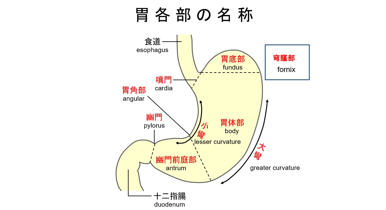 ー胃各部の名称